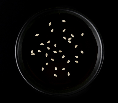 Produktbild Teriyaki-Sauce